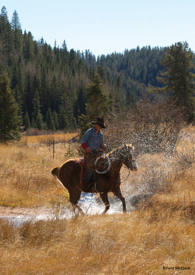 Cattle Drive - elk glade adventures